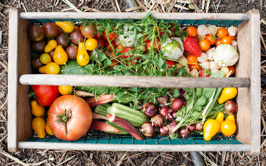 How to Create Your Own Edible Garden