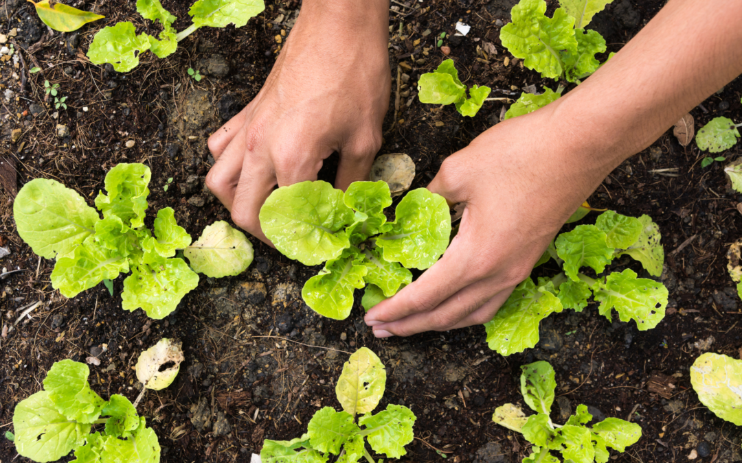 Tips to plant, grow and enjoy your edible garden.