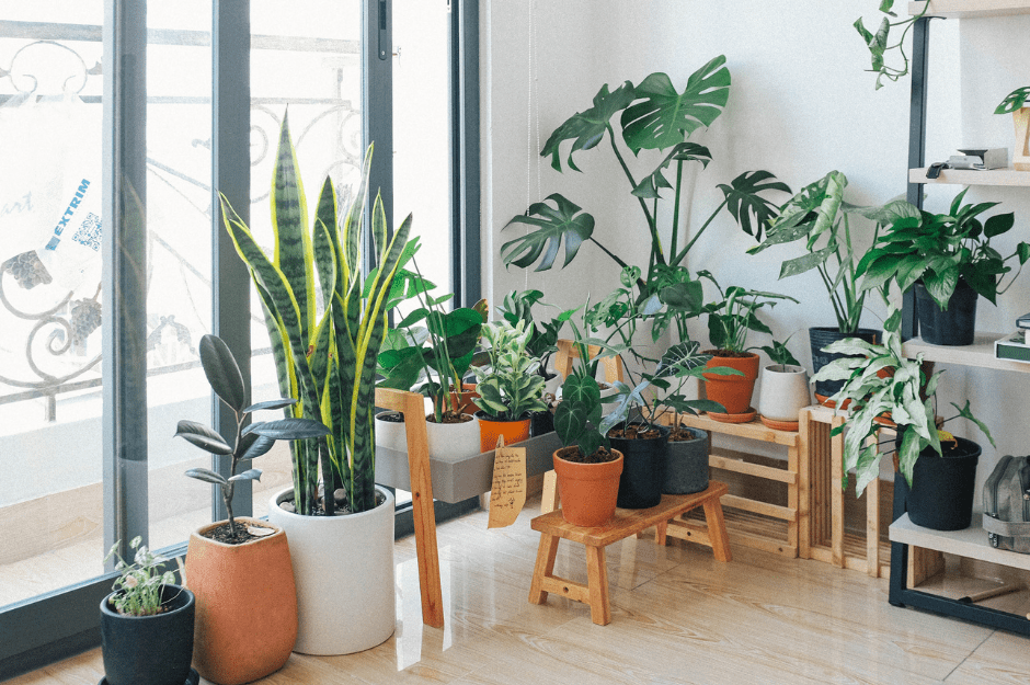 Plants as Gifts for Christmas